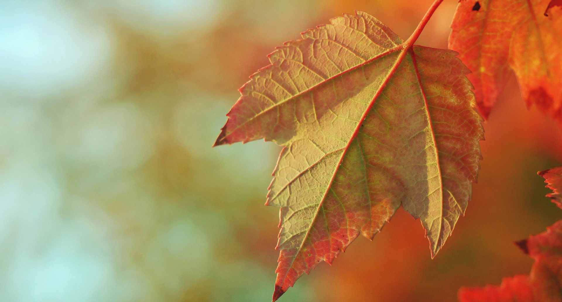 autumn leaf close up