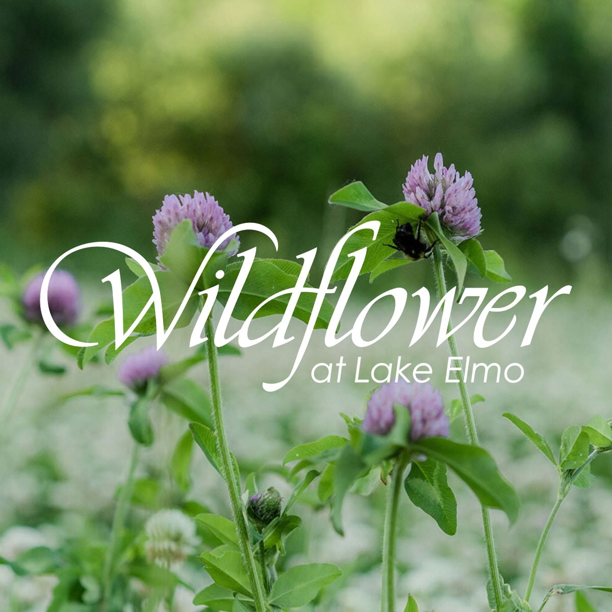 Wildflower at Lake Elmo