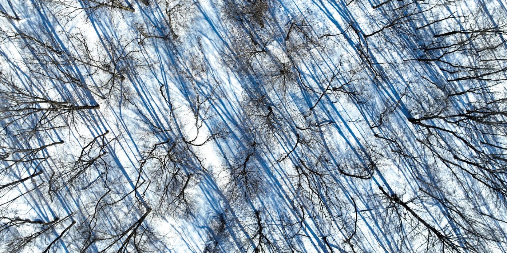 Aerial of trees in winter with long blue shadows on snow.