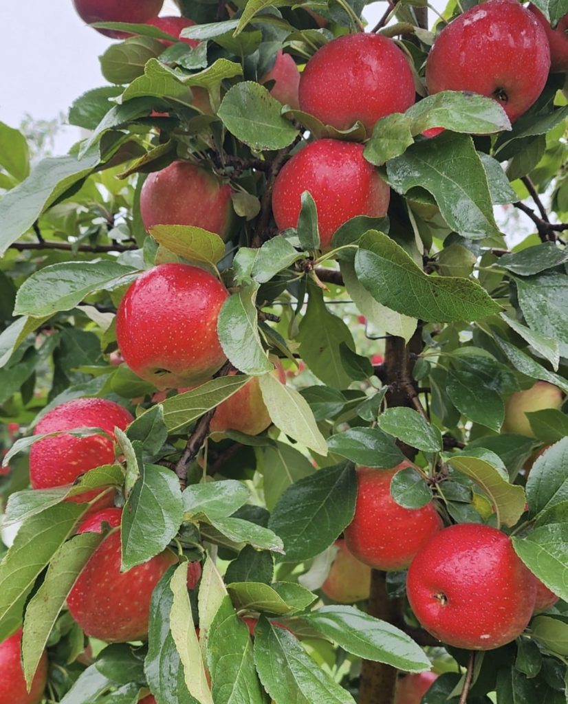 Sunnybrook Apple Orchard