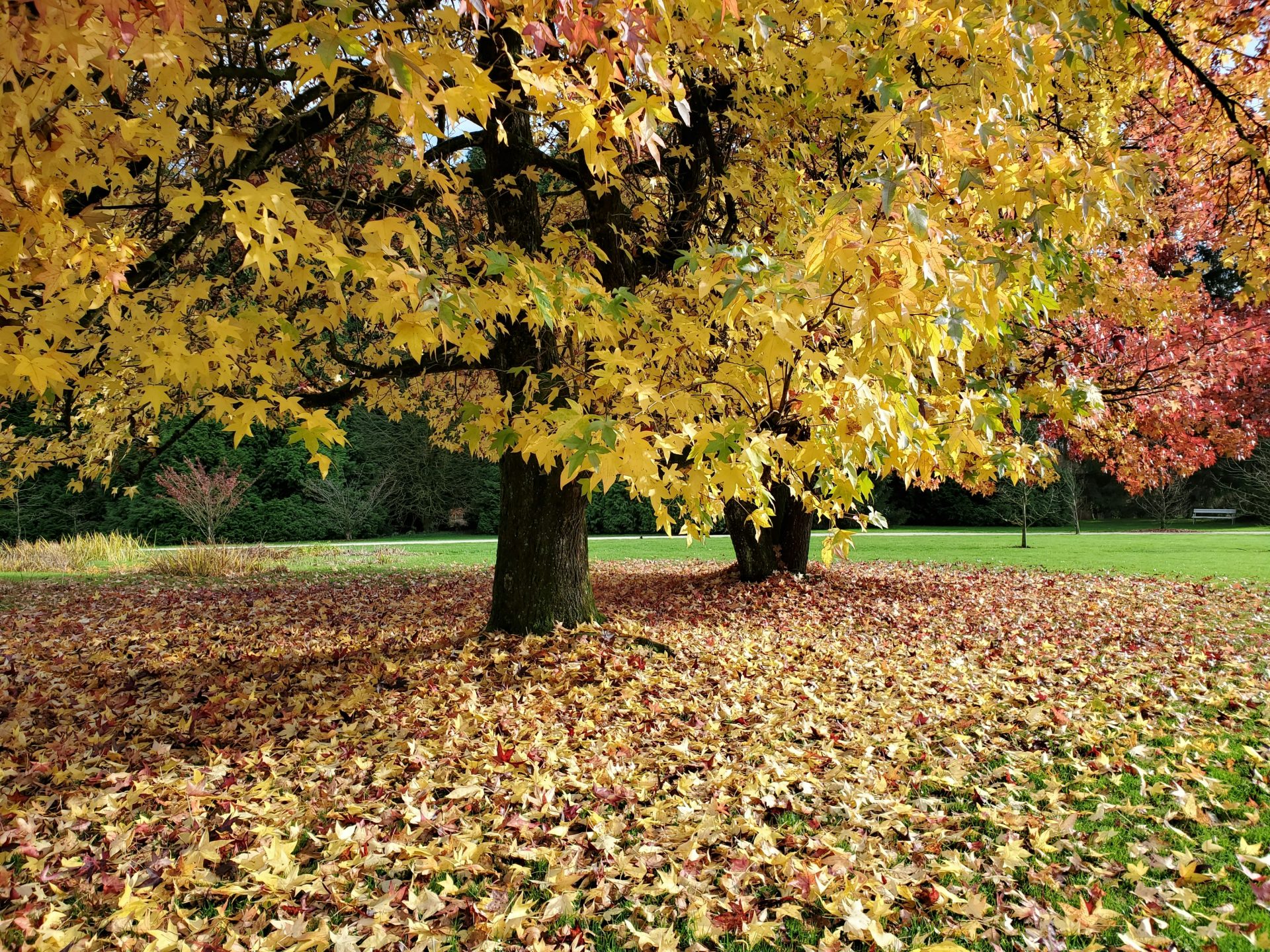 Fall Colors Farmington 